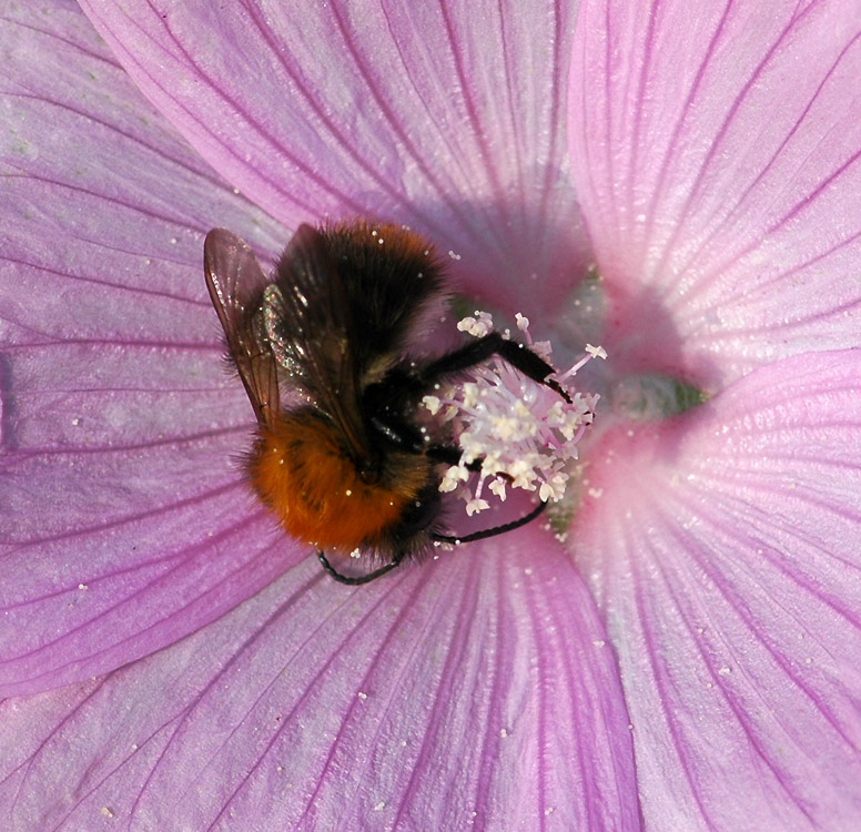 Bombus pascuorum
